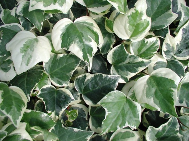 HEDERA ALG. GLOIRE DE MARENGO