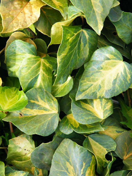 HEDERA COLCHICA SULPHUR HEART
