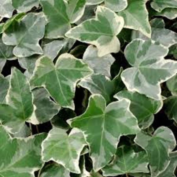 HEDERA HELIX GLACIER