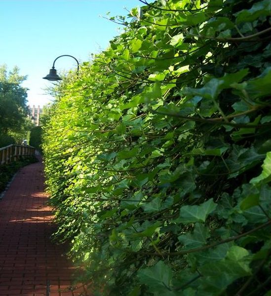 HEDERA HELIX HIBERNICA