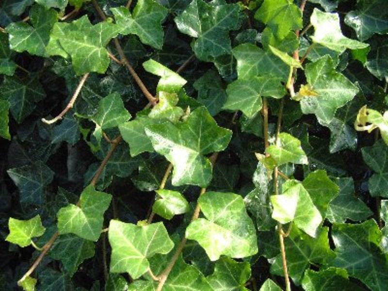 HEDERA HELIX HIBERNICA