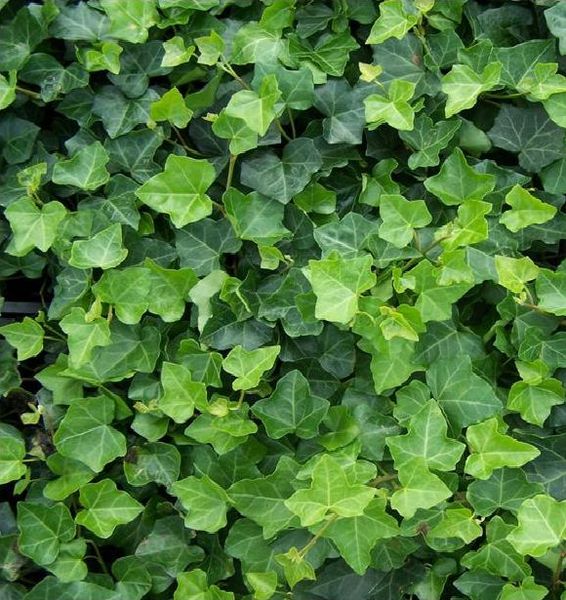 HEDERA HELIX HIBERNICA
