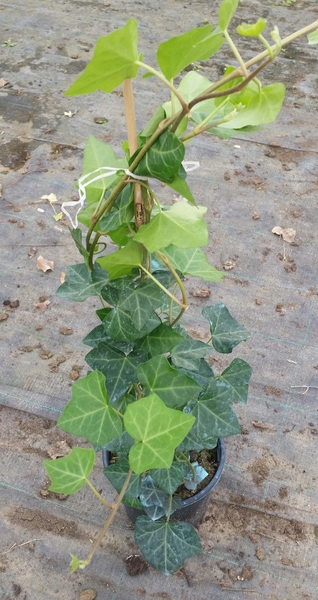 HEDERA HELIX HIBERNICA
