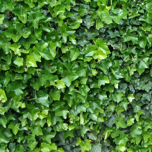 HEDERA HIBERNICA