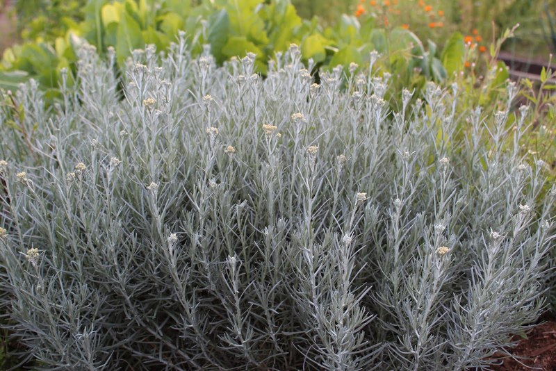 HELICHRYSUM ITALICUM