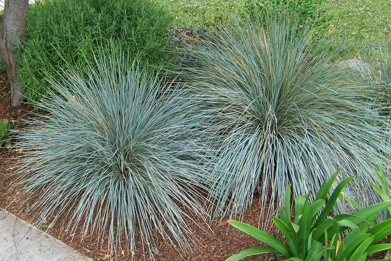 HELICTOCTRICHON SEMPERVIRENS