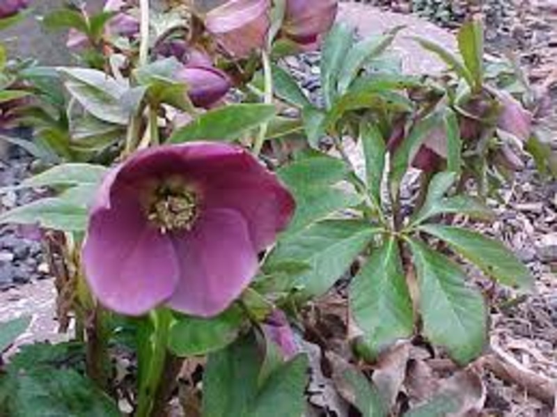 HELLEBORUS ORIENT. BALLARD HYB