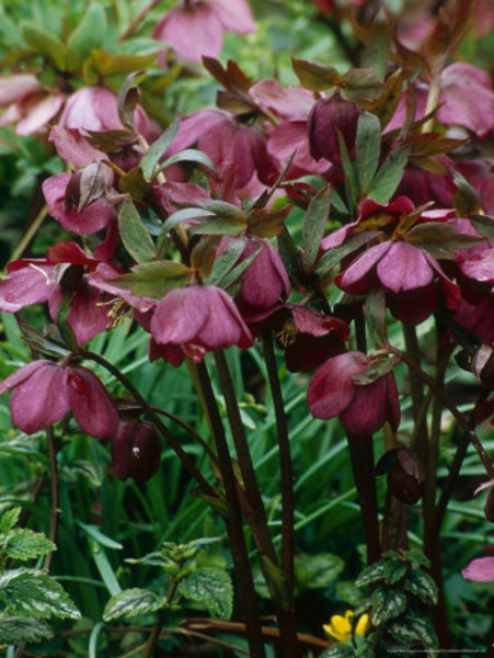 HELLEBORUS ORIENTALIS