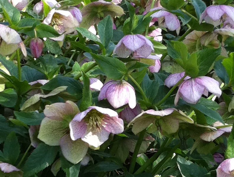 HELLEBORUS ORIENTALIS