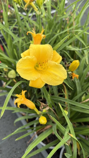 HEMEROCALLIS EVERYDAYLILY GOLD
