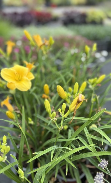 HEMEROCALLIS EVERYDAYLILY GOLD