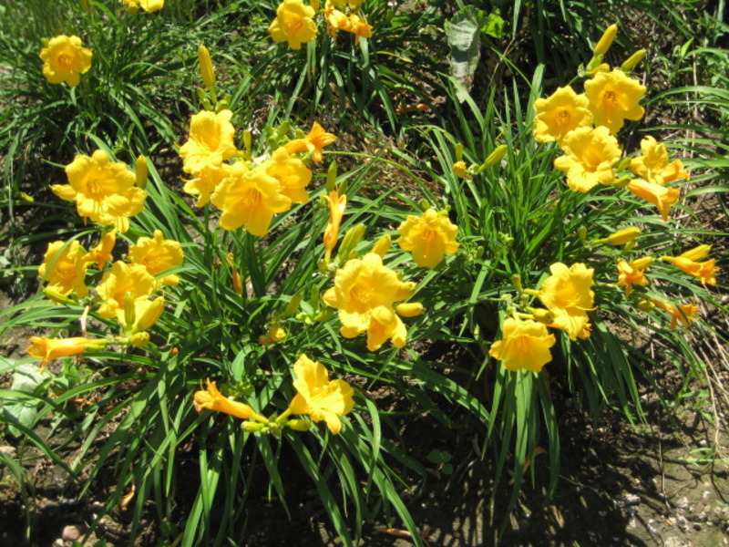 HEMEROCALLIS STELLA D'ORO