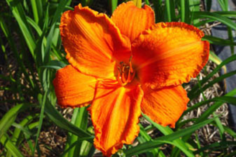HEMEROCALLIS SIGNAL