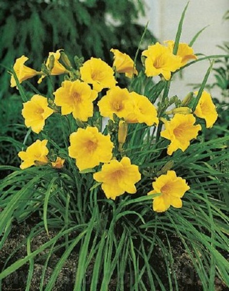 HEMEROCALLIS STELLA D'ORO