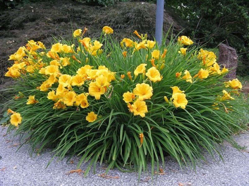 HEMEROCALLIS STELLA D'ORO