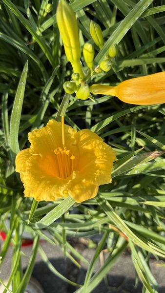 HEMEROCALLIS STELLA D'ORO