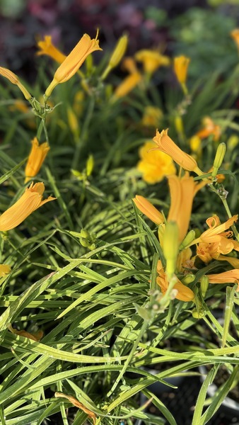 HEMEROCALLIS STELLA D'ORO