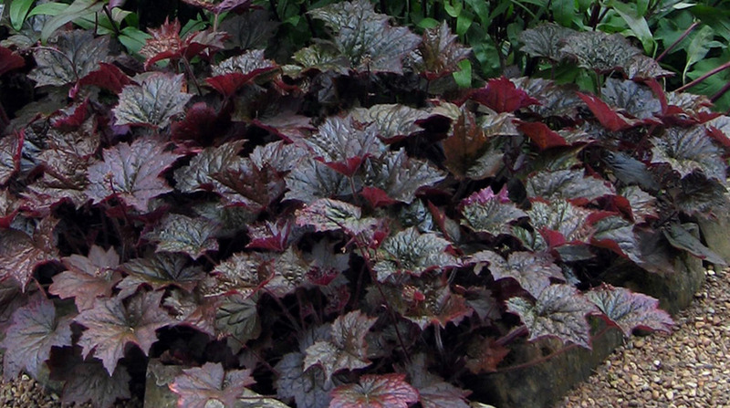 HEUCHERA AMER. PALACE PURPLE