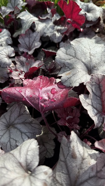 HEUCHERA DEEP NIGHT