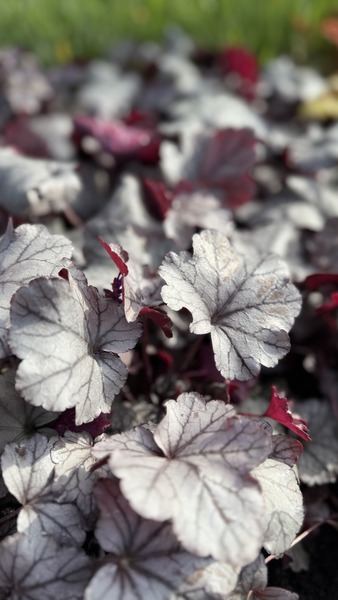 HEUCHERA DEEP NIGHT