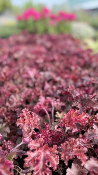 HEUCHERA HYBRIDA MELTING FIRE