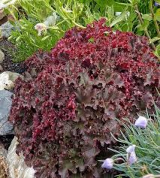 HEUCHERA MELTING FIRE