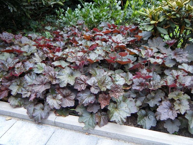 HEUCHERA MIC. PALACE PURPLE