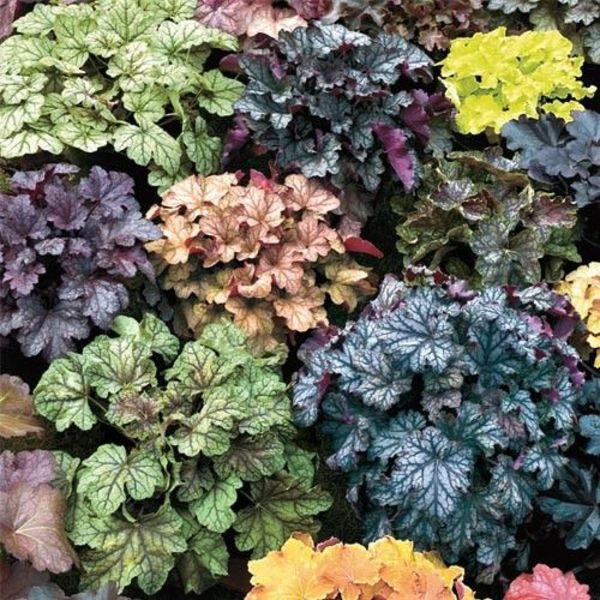 HEUCHERA MIX