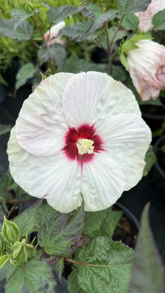 HIBISCUS MOSCH. SPINDERELLA