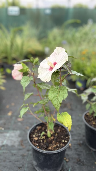 HIBISCUS MOSCH. SPINDERELLA
