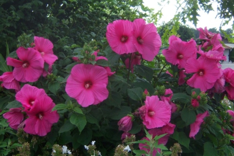 HIBISCUS MOSCHEUTOS