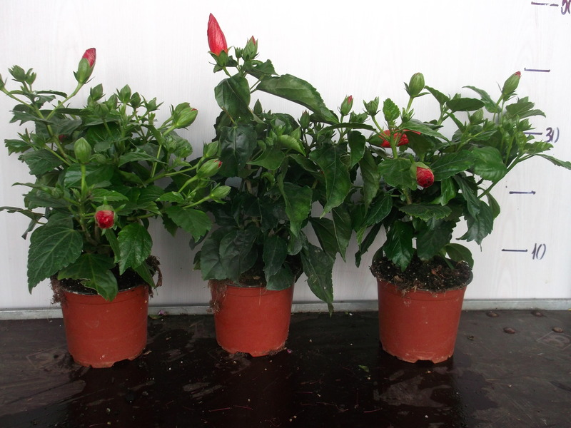 HIBISCUS SP.