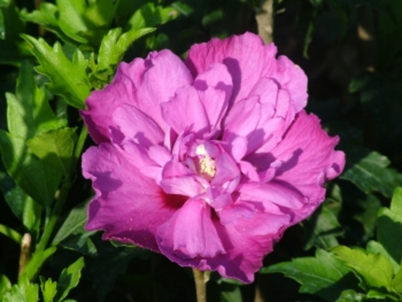 HIBISCUS SYRIACUS PURPLE RUFFL