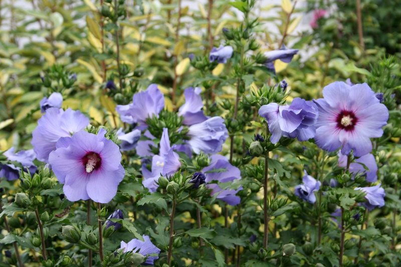 HIBISCUS SYRIACUS BLUE BIRD