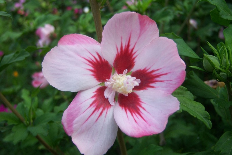 HIBISCUS SYRIACUS HAMABO