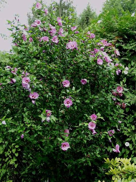 HIBISCUS SYRIACUS SP.