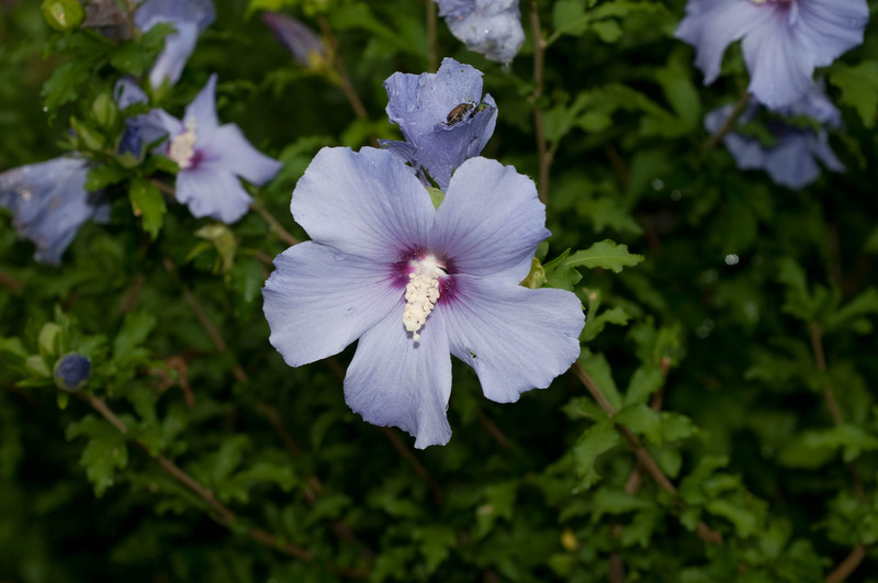 HIBISCUS SYRIACUS MATHILDA