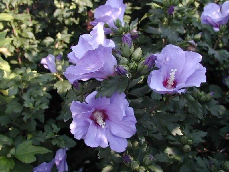 HIBISCUS SYRIACUS MATHILDA