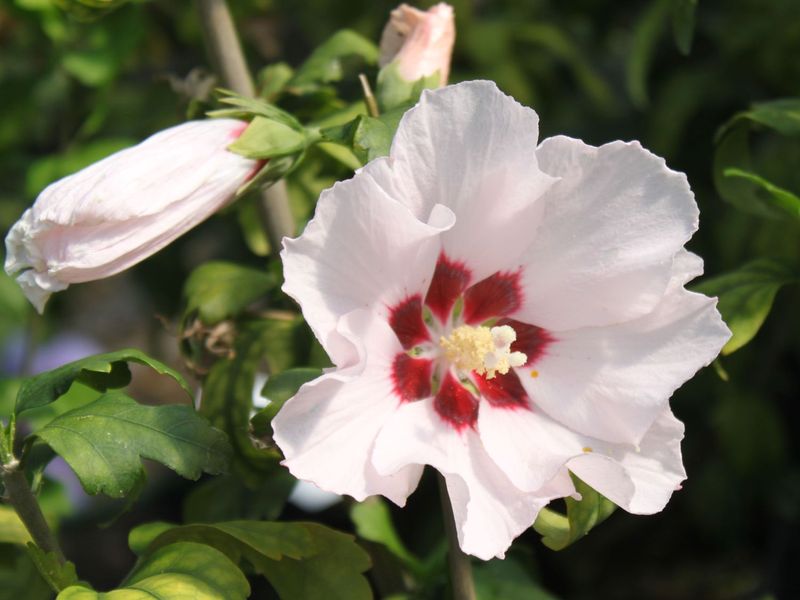 HIBISCUS SYRIACUS MATHILDA