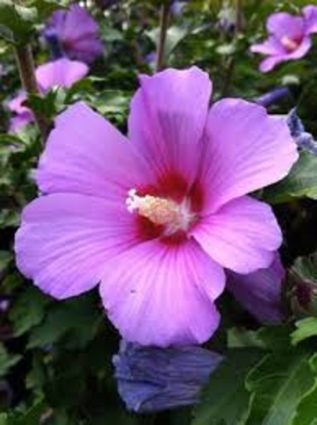 HIBISCUS SYRIACUS MINERVA