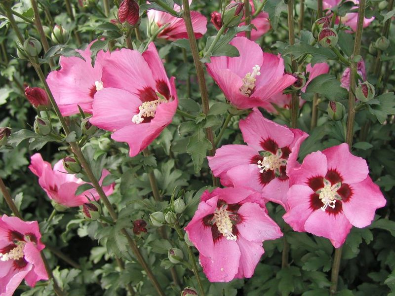 HIBISCUS SYRIACUS PINK GIANT