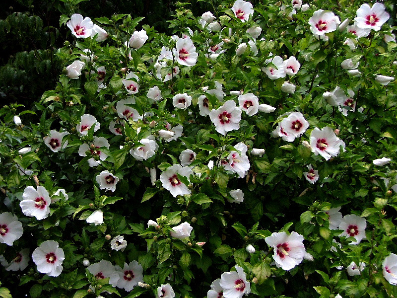 HIBISCUS SYRIACUS RED HEART