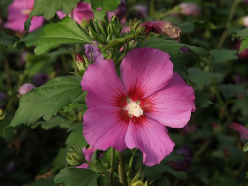 HIBISCUS SYRIACUS RUSS. VIOLET