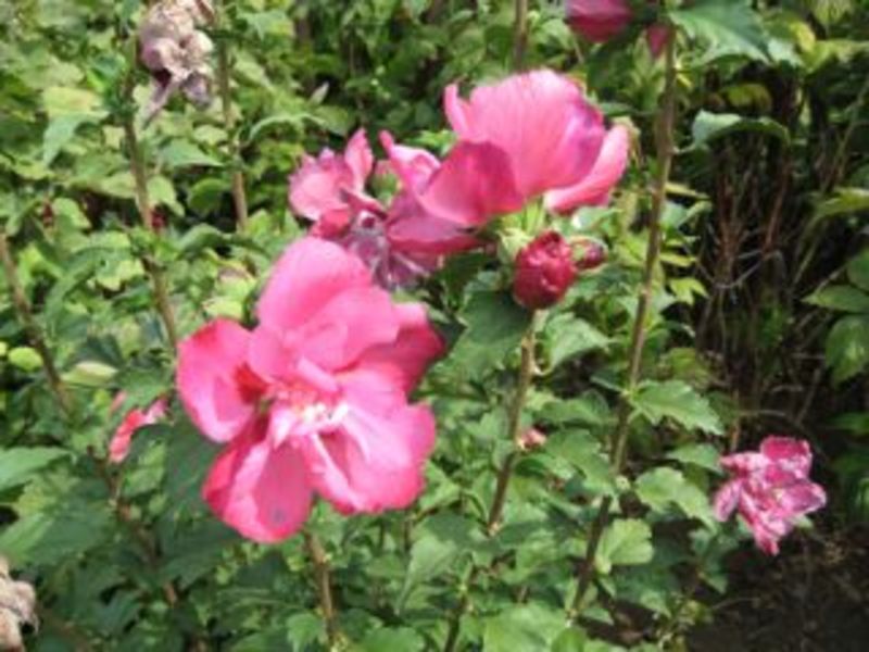 HIBISCUS SYRIACUS WALTRAU