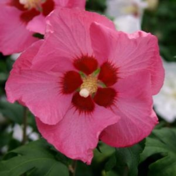HIBISCUS SYRIACUS WOODBRIDGE