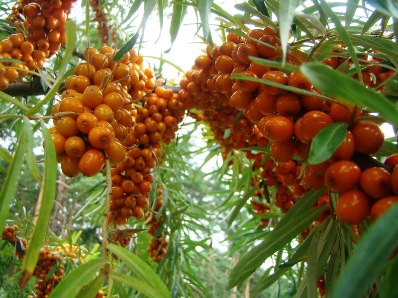 HIPPOPHAE RHAMNOIDES ASCOLA