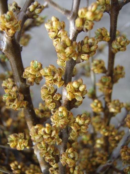 HIPPOPHAE RHAMNOIDES HERGO