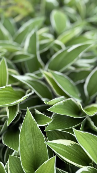 HOSTA CAROL