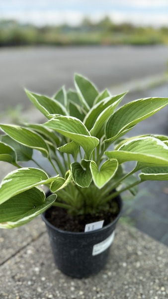 HOSTA CAROL