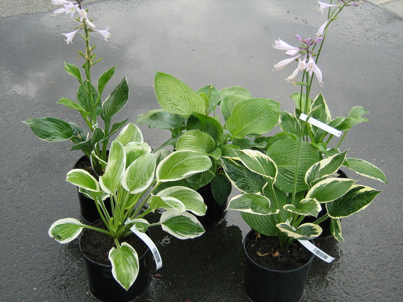 HOSTA FAJTÁK